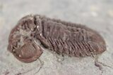 Red Proetid Trilobite - Hamar Laghdad, Morocco #271354-2